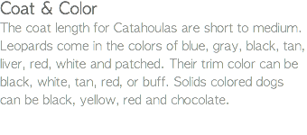 Coat & Color The coat length for Catahoulas are short to medium. Leopards come in the colors of blue, gray, black, tan, liver, red, white and patched. Their trim color can be black, white, tan, red, or buff. Solids colored dogs can be black, yellow, red and chocolate.