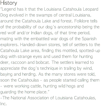 History "Legend has it that the Louisiana Catahoula Leopard Dog evolved in the swamps of central Louisiana, around the Catahoula Lake and forest. Folklore tells of the probability of our dog's ancestorship being the red wolf and/or Indian dogs, of that time period, mating with the embattled war dogs of the Spanish explorers. Handed-down stores, tell of settlers to the Catahoula Lake area, finding this mottled, spotted-up dog with strange eyes and used them for hunting deer, raccoon and bobcat. The settlers learned to appreciate the dog's technique in trailing by wind, baying and herding. As the many stores were told, soon the Catahoulas - as people started calling them - were working cattle, hunting wild hogs and guarding the home place." -The National Association of Louisiana Catahoulas, Inc. 